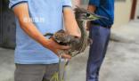 廣西驚現稀有鳥類海南虎斑鳽 全身無明顯外傷