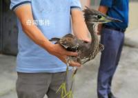 廣西驚現(xiàn)稀有鳥類海南虎斑鳽 全身無明顯外傷