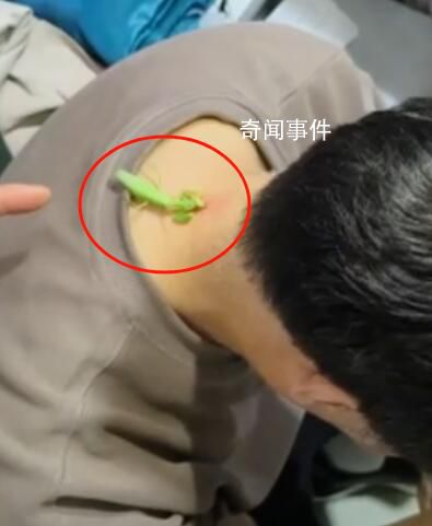 螳螂“大夫”為男子醫(yī)治脖后瘊子
