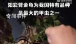 4名小學生發現41年前曾滅絕的甲蟲 為他們點贊