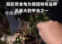4名小學生發(fā)現(xiàn)41年前曾滅絕的甲蟲 為他們點贊