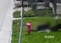 成都2歲女童遭烈犬撕咬入院治療 目前孩子及大人正在醫院就醫