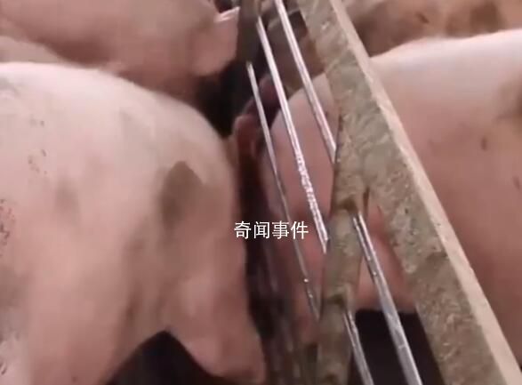 “西南豬王”新希望大撤退 迎來(lái)了持續(xù)虧損