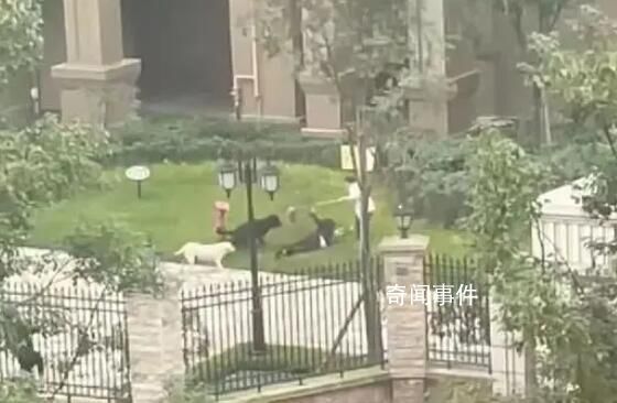 咬傷女童的狗是羅威納犬 有主人