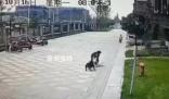 被惡犬咬傷的成都女童仍未蘇醒 已有專家進行會診