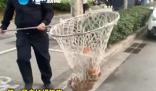 河南鄭州嚴(yán)查未拴繩犬只 出了家門(mén)就屬于公共區(qū)域