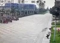 探訪女童被大型犬撕咬事發小區