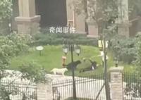 物業回應保潔阿姨為女童擋狗 一保潔阿姨毫不畏懼及時出手阻攔