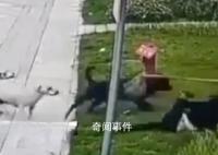 黑狗主人最高面臨7年以下刑責 咬人的黑色犬只找到了嗎