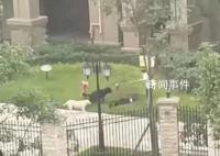 媒體:寵物傷人悲劇不該再上演