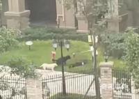 惡犬撕咬女童 狗主人會被判刑嗎?