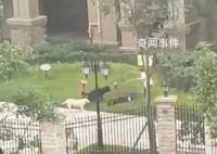 女童母親:要追究物業和狗主人責任
