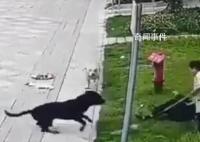 中國最大羅威納犬舍遭網友攻擊 稱賣了十多年沒一只咬人