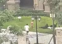 動保協會:羅威納不適合在城市飼養