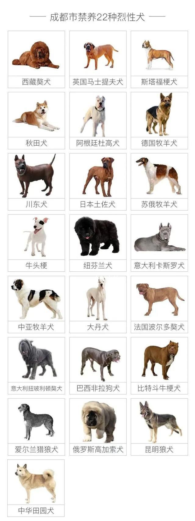 成都回應是否禁養羅威納犬 羅威納犬是否會被列入成都市禁養犬名單