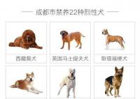 成都回應(yīng)是否禁養(yǎng)羅威納犬 羅威納犬是否會(huì)被列入成都市禁養(yǎng)犬名單