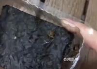 山姆被曝所售海苔中有蟑螂 已反饋相關(guān)部門調(diào)查