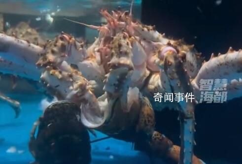 標價799的蟹吃了999的龍蝦 引發關注