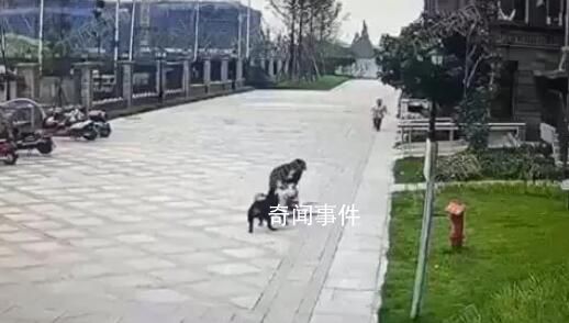 被咬女童家屬請求對黑狗安樂死