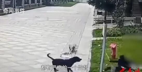 被狗咬傷女童律師將對造謠者追責 受傷女童還在華西醫院救治