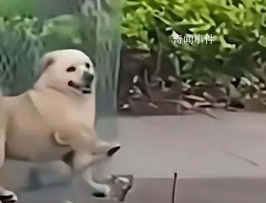 媒體:治狗患的重點(diǎn)在于管住人