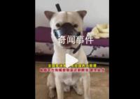 狗嘴套銷量近期倍增 部分店鋪賣斷貨