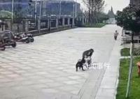 被咬女童家屬請求對黑狗安樂死