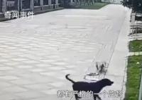 被狗咬傷女童律師將對造謠者追責 受傷女童還在華西醫院救治