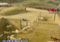 老人穿紅衣進羊圈被羊頂撞身亡 引關注