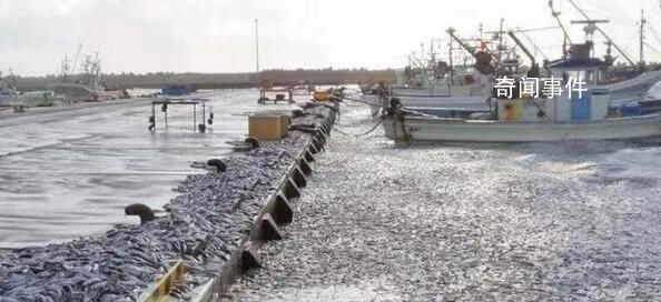 大量沙丁魚涌入日本漁港后集體死亡