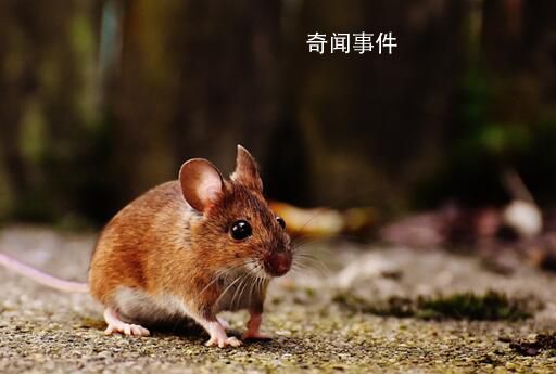 紐約老鼠泛濫成災(zāi) 有APP推出老鼠探測(cè)功能
