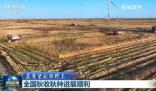 全國秋收進度近八成 吉林省大安市72萬畝水稻收獲進入高峰