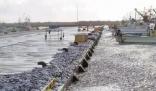 大量沙丁魚涌入日本漁港后集體死亡