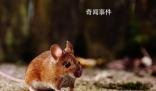 紐約老鼠泛濫成災(zāi) 有APP推出老鼠探測功能