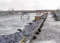 大量沙丁魚涌入日本漁港后集體死亡