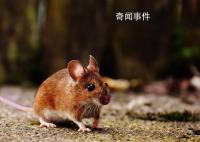 紐約老鼠泛濫成災(zāi) 有APP推出老鼠探測功能