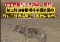 可可西里一頭狼被投喂變胖成網紅