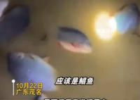 暴雨后男子發現屋內有好幾條大魚
