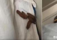 男子在臥鋪發現“排泄物”樣異物 12306回應：床單會換