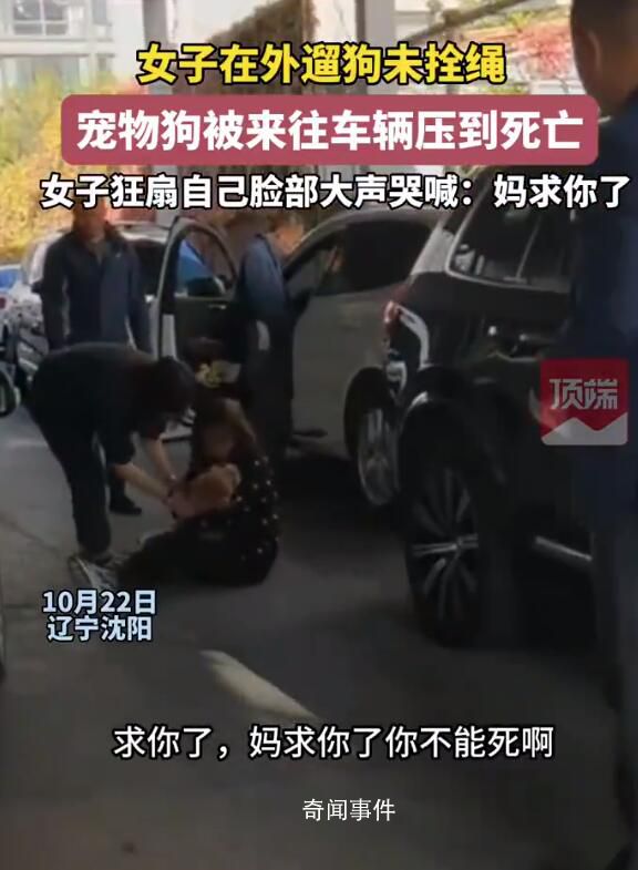 未拴繩的狗被車壓死 主人扇臉大哭