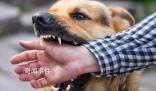 狂犬病潛伏期長達十幾年?別信