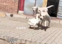 狗狗以多欺少撞飛大鵝 大鵝氣的直跺腳這個仇今天必須報