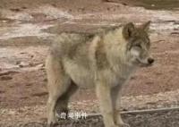 該不該投喂可可西里的狼?