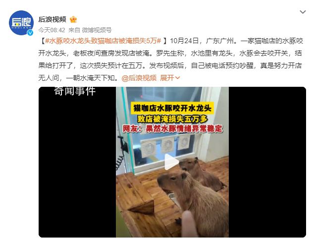 水豚咬水龍頭致貓咖店被淹損失5萬 真是努力開店無人問一朝水淹天下知
