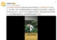 大熊貓“奐彩”離世 排除誤食異物與食物中毒可能