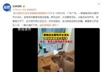 水豚咬水龍頭致貓咖店被淹損失5萬 真是努力開店無人問一朝水淹天下知