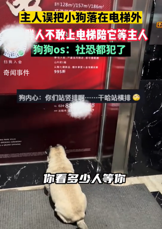 小狗被落電梯外一群鄰居陪著等 網(wǎng)友贊嘆：什么神仙鄰居