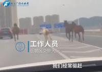 長沙5匹馬上高架車道狂奔 來往車輛紛紛躲避