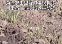 山東菏澤農田里疑似發現美洲犰狳