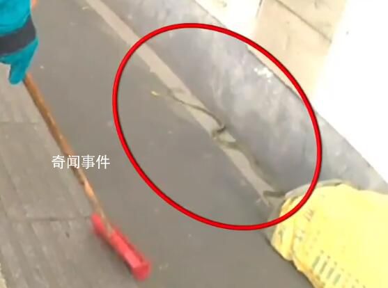 南京人行道上驚現2米長大蛇